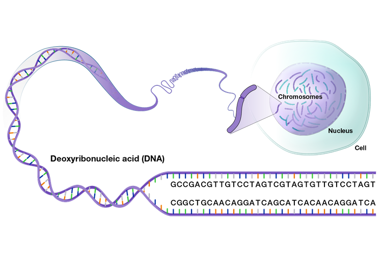 DNA dalam inti sel