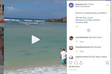 Viral Puluhan Ekor Hiu Muncul ke Tepi Pantai di Nusa Dua Bali, Ini Penjelasannya