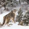 3 Macan Tutul Berkeliaran di China Timur Setelah Kabur dari Kebun Binatang
