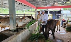 Kemenimipas Optimalkan Aset Negara di Nusakambangan untuk Dukung Ketahanan Pangan