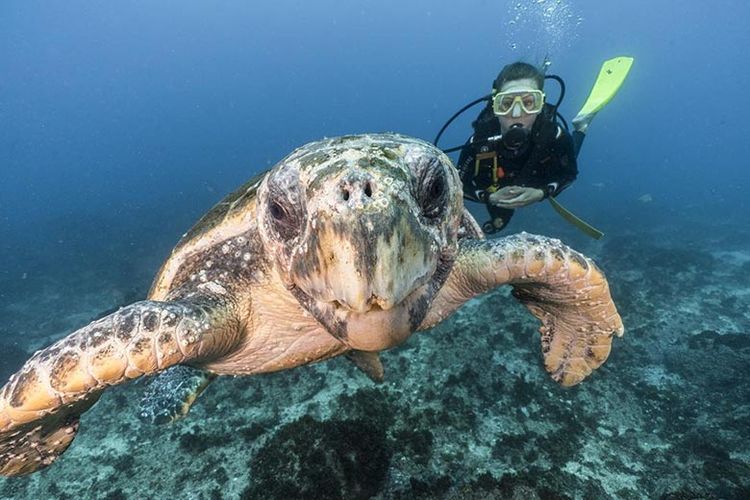 Snorkling bersama penyu hijau. 

