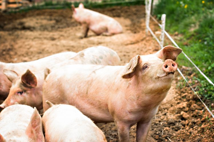 Ilustrasi babi, Wabah flu babi kembali terdeteksi di Kota Medan dan Deliserdang, gejalanya sama seperti wabah flu babi 2019.