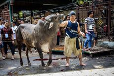 Sudah Divaksinasi Antraks, Hewan Kurban di Bekasi Diyakini Sehat