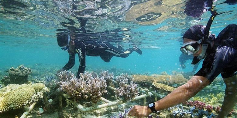 Hamparan berbagai jenis terumbu karang hasil budidaya di lokasi yang disebut Padang Nemo dirawat dan dibersihkan kelompok masyarakat anggota Areal Perlindungan Laut (APL), di Gosong Pulau Pramuka, Kepulauan Seribu, beberapa waktu lalu. Areal gosong pasir yang diubah menjadi lahan pengembangan ragam jenis terumbu karang kini memiliki lebih dari 600 spesies dan akan dibuka untuk wisata berbasis konservasi.