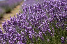 Cara Memperbanyak Tanaman Lavender, Bisa dengan Stek Batang