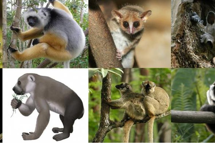 Berbagai jenis lemur di Madagaskar.