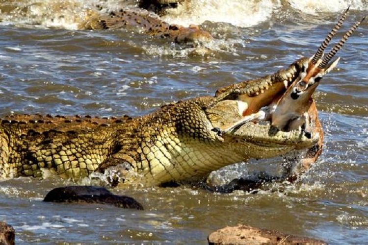 Rusa dilahap buaya raksasa di sebuah sungai di Kenya