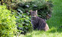 5 Cara Mengusir Kucing Liar dari Kebun Secara Manusiawi