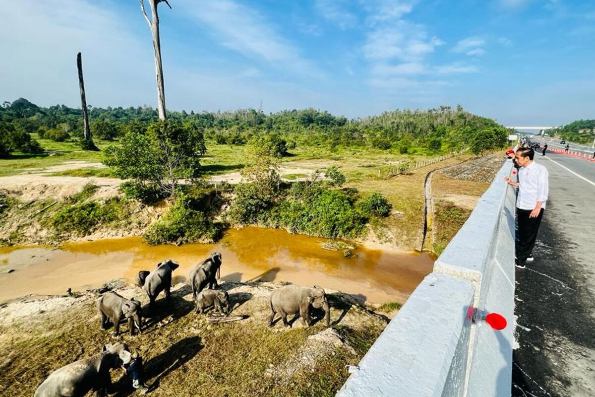 Presiden Jokowi melihat langsung kawanan gajah sumatera liar saat melewati jalan tol Pekanbaru-Dumai di Riau, Kamis (5/1/2023).