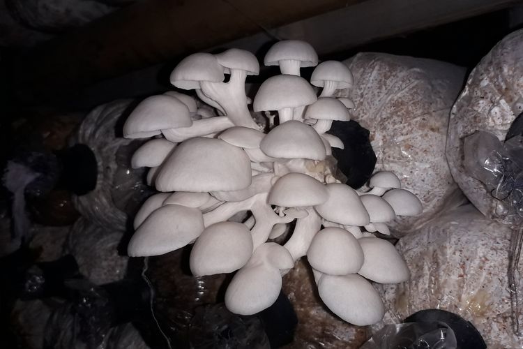 Ilustrasi jamur tiram, ilustrasi baglog.