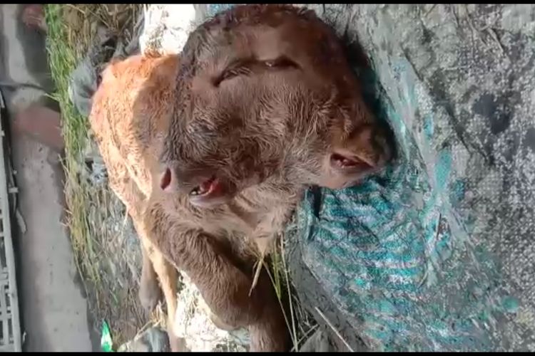 A cow born with two heads including four eyes and two mouths stuns villagers.