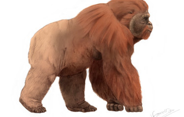 Gigantopithecus, Kera Besar Serupa Bigfoot Halaman all - Kompas.com