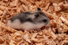 Simak, Cara Aman Memandikan Hamster Peliharaan