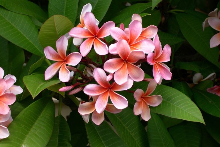 Ilustrasi bunga kamboja.