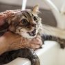 Memandikan Kucing Sendiri, Begini Caranya