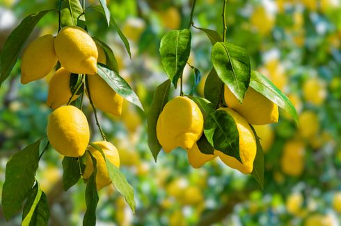 4 Cara Memilih Lemon yang Bagus, Perhatikan Warnanya