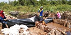 Hari Sumpah Pemuda, BRGM Ajak Anak Bangsa Jaga Gambut dan Mangrove