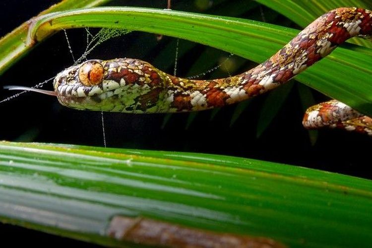 Ular pemakan siput DiCaprio (Sibon irmelindicaprioae). Salah satu spesies ular dari lima ular yang sebelumnya tidak dikenal yang hidup di belantara hutan Panama. Ular ini diberi nama oleh Leonardo DiCaprio.