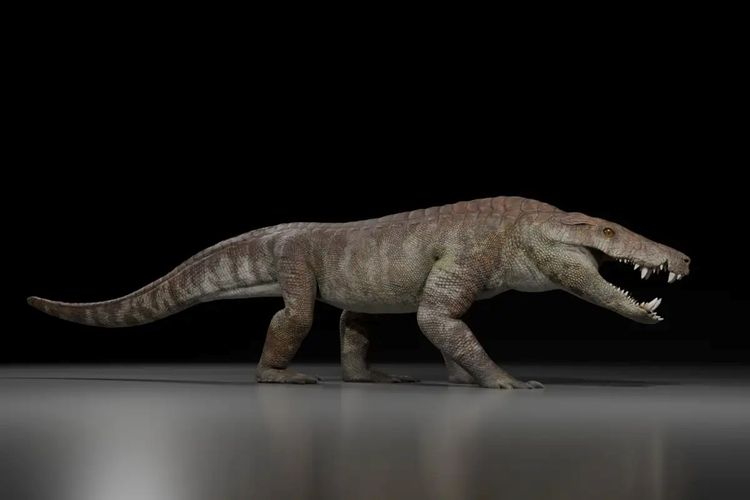 Gambaran Kostensuchus atrox sepanjang 3 meter ketika hidup. 