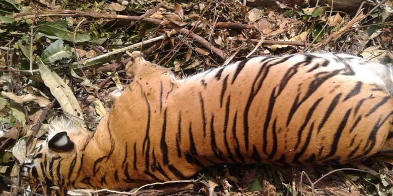 Unduh 78 Gambar Harimau Menggunakan Gambar Model Teknik Paling Bagus 