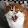 Inilah Alasan Kucing Suka Menggaruk dan Cara Mencegahnya