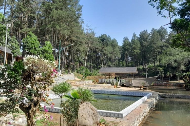 Wisata alam Sirah Pemali di Brebes, yaitu wisata mata air di tengah hutan pinus yang dilengkapi dengan beragam wahana dan fasilitas. 
