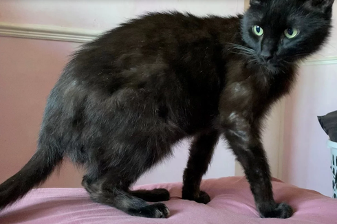 Hilang 8 Bulan, Kucing Ditemukan karena Suara Mengeong di Telepon