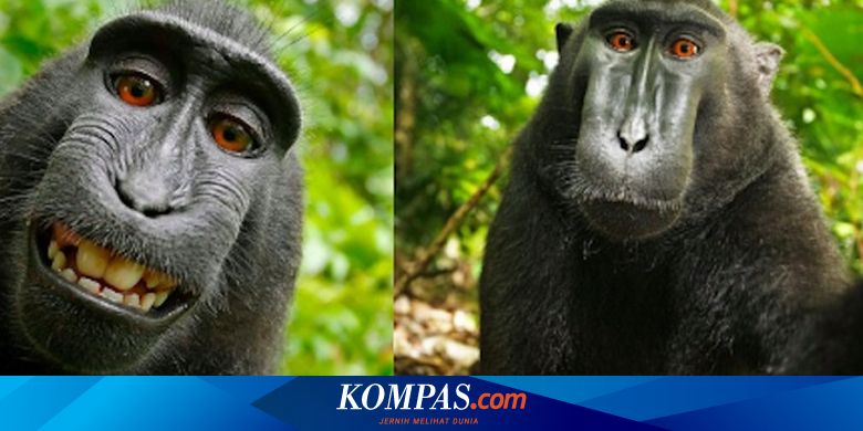 Populasi Monyet "Selfie" Hampir Punah Disantap Manusia