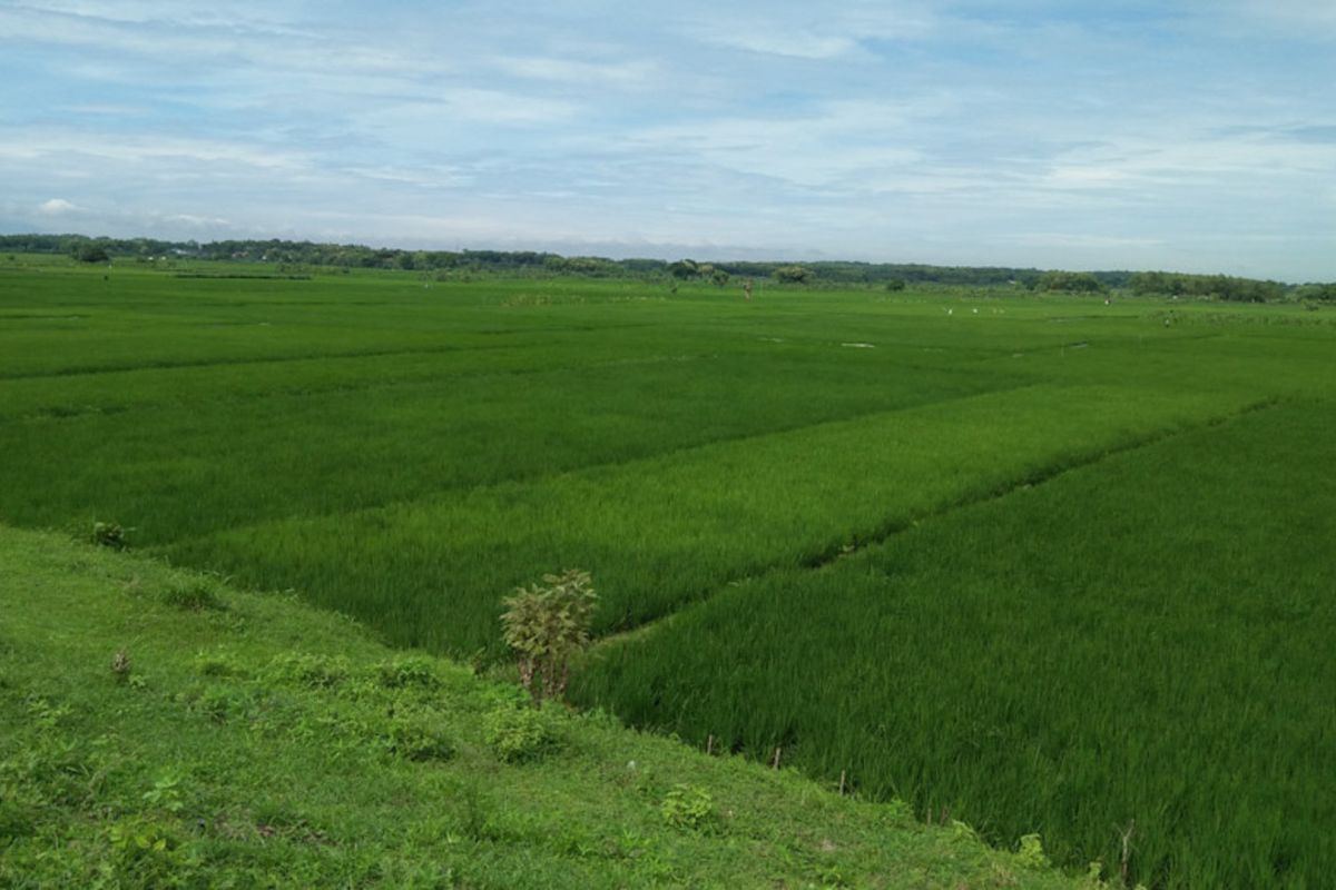 Pemandangan tumbuhan padi yang belum dipanen.