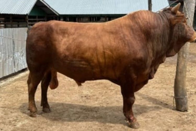 Wapres Gibran Sumbang 2 Sapi Seberat 850 Kilogram untuk Penyintas Banjir Aceh