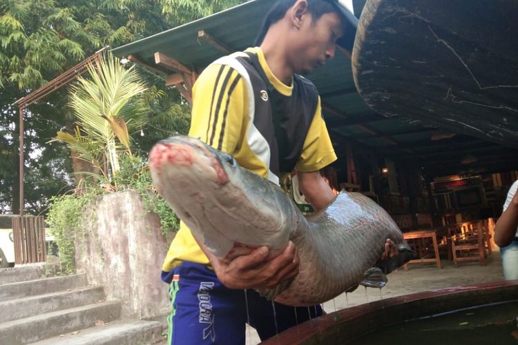 Seekor ikan Arapaima ditangkap warga di Sungai Kali Surabaya.