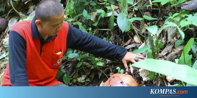 Terbaru 28 Gambar Bunga Raflesia Yang Mudah Digambar  