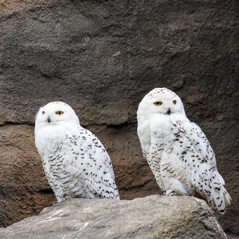 Ilustrasi burung hantu putih atau snowy owl. 