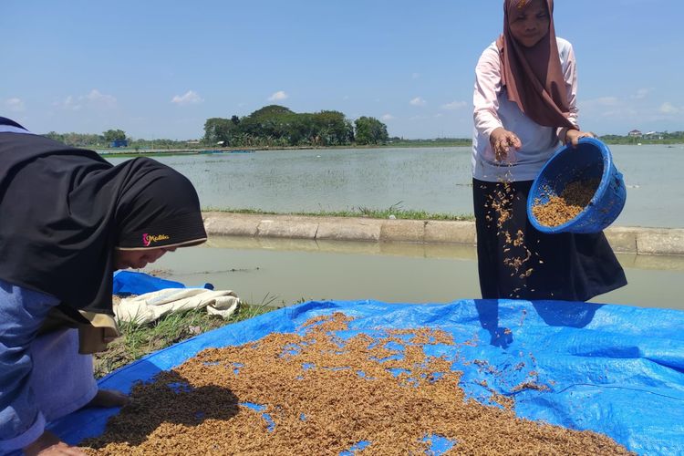 Nestapa Petani Demak, Rumah Hanyut dan Gabah Simpanan Terancam Busuk Tak Laku Jual