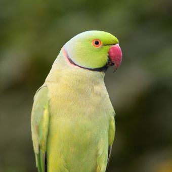 Ilustrasi burung Indian Ringneck.