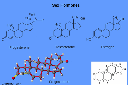 Hormon Steroid: Pengertian, Cara Kerja, dan Contohnya