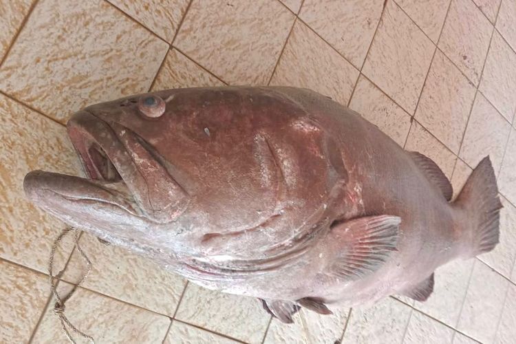 Nelayan Pangandaran Tangkap Kerapu Seberat 120 Kilogram, Ukurannya Nyaris Sebesar Orang Dewasa