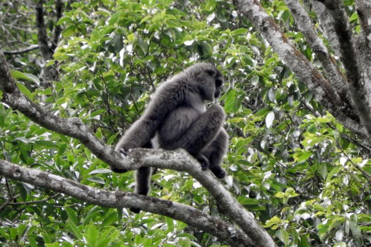 Seekor owa jawa bertengger di dahan pohon di Taman Nasional Gunung Gede Pangrango (TNGGP), Sukabumi, Jawa.Barat, Rabu (21/12/2016).