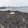 Gunungan Kulit Kerang di Cilincing, Kematian Massal Biota Laut Mengintai