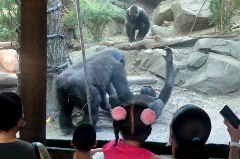 Sepasang Gorila Melakukan Seks Oral, Pengunjung Kebun Binatang Terkaget-kaget