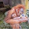 Bayi Orangutan Sumatera Lahir di Riau, Dinamai Ade