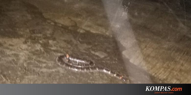 Ular Bermunculan di Proyek Pelebaran Kali Pamulang, Ini Kata Pakar LIPI