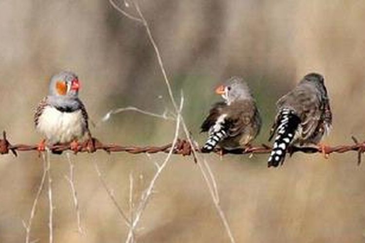 Cara Burung Jantan Bohong Untuk Memikat Pasangan