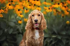 9 Ras Anjing yang Membutuhkan Perawatan Khusus