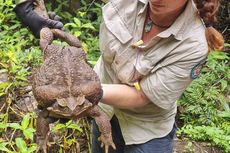 Kodok Tebu “Monster” Ditemukan di Australia, Dijuluki Toadzilla 