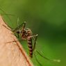 7 Bahan Alami yang Ampuh Mengusir Nyamuk