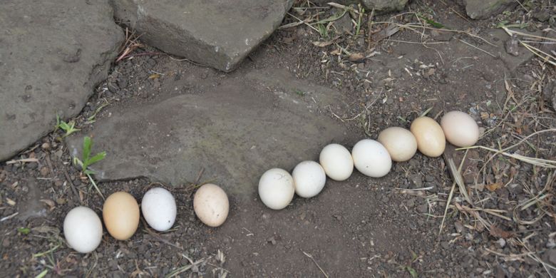 Sebelas butir telur ayam kampung yang siapkan untuk ritual kedha rugha manuk atau injak telur ayam di depan pintu masuk Mbaru Gendang atau rumah adat Suku Saghe, Jumat (2/11/2108). 