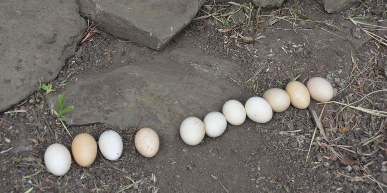 Bedanya Telur Bebek Dengan Telur Ayam Kampung Dan Ayam Ras Halaman All Kompas Com