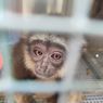Orangutan hingga Owa Kalimantan Coba Diselundupkan, Berstatus Terancam Punah
