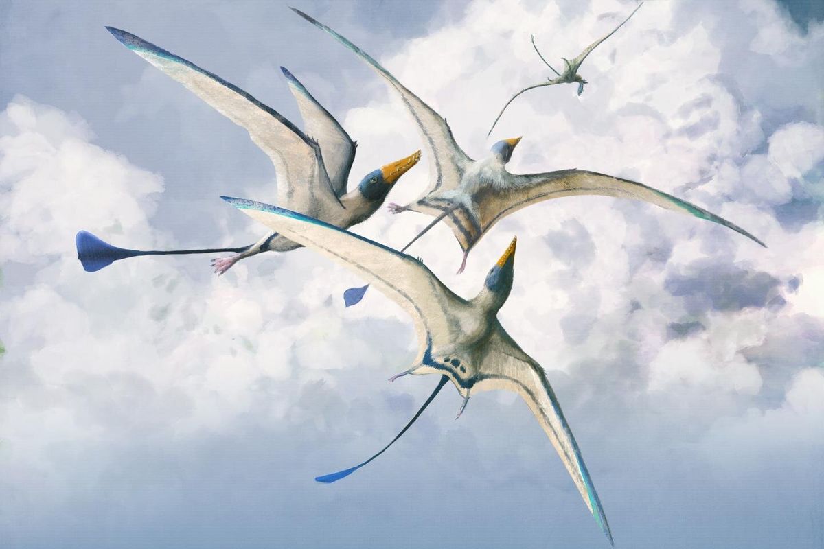 Ilustrasi salah satu spesies pterosaurus, reptil bersayap dari zaman dinosaurus. Evolusi terbang kadal raksasa berlangsung selama 150 juta tahun, yang membuat mereka menjadi spesies reptil terbang paling mematikan yang pernah hidup di Bumi.